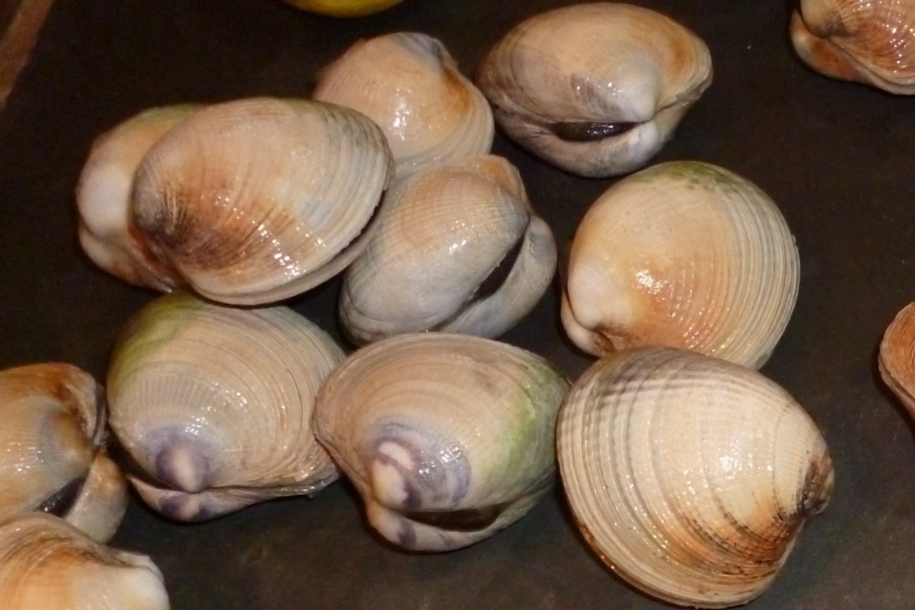 New Zealand Littleneck Clams Fern Ridge